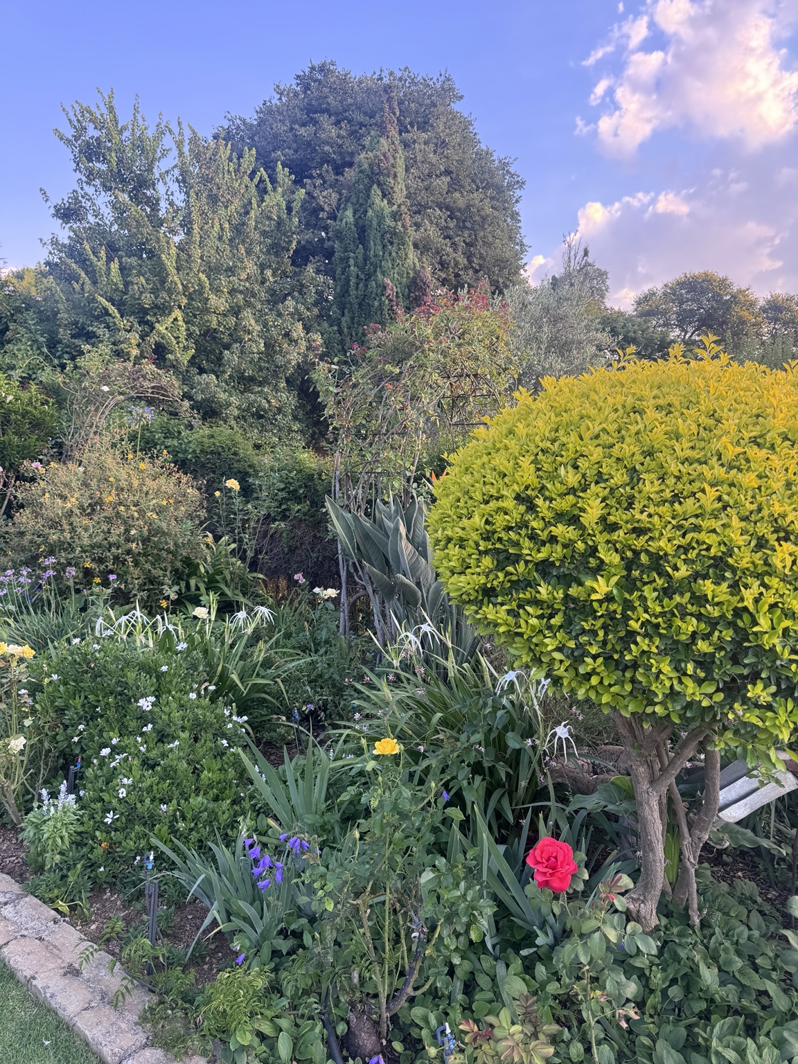 Sunset glow across the garden